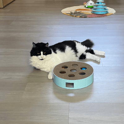 OVERNIGHT CAT CARE